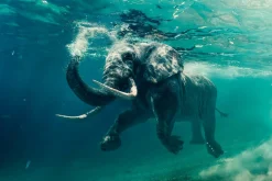 Acrylglasbild ELEFANT