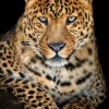 Acrylglasbild LEO