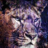 Acrylglasbild LÖWE IN BLAU
