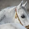 Akustikbild ARABER HENGST