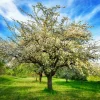 Akustikbild BLÜHENDE OBSTBÄUME