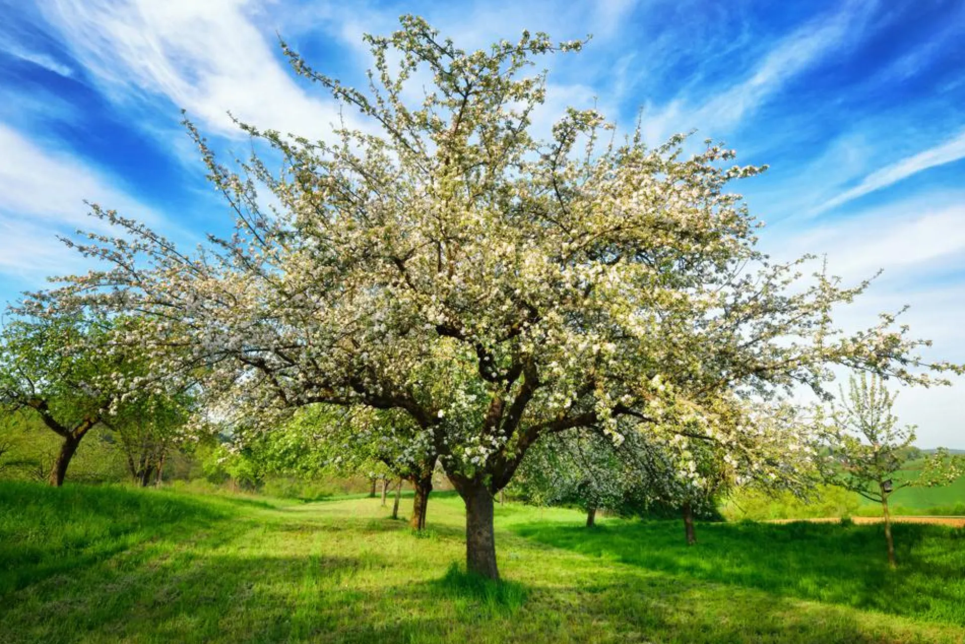 Akustikbild BLÜHENDE OBSTBÄUME