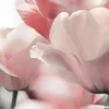 Akustikbild BLÜTEN IN ROSE