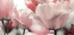 Akustikbild BLÜTEN IN ROSE