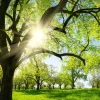Akustikbild BÄUME IM FRÜHJAHR
