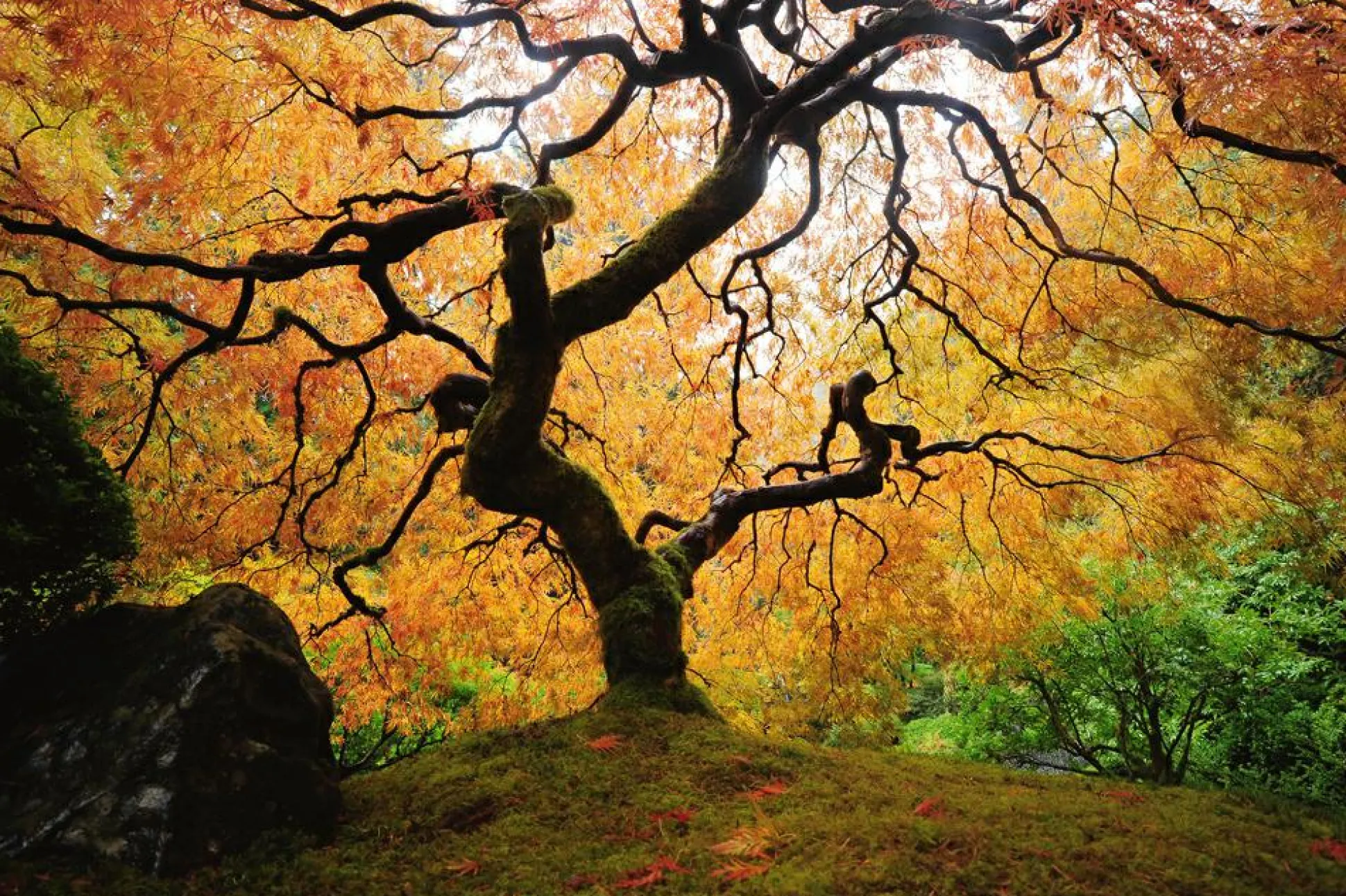Akustikbild DER BAUM