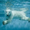 Akustikbild EISBÄR