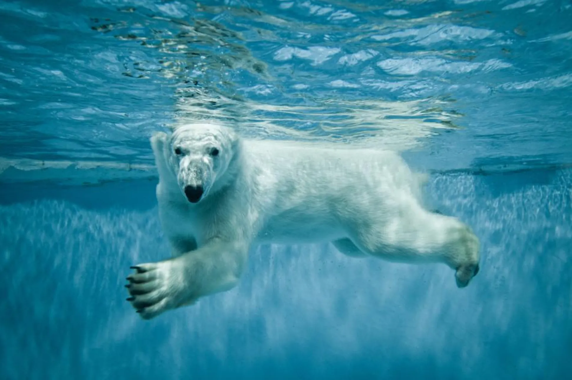 Akustikbild EISBÄR