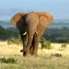 Akustikbild ELEFANT