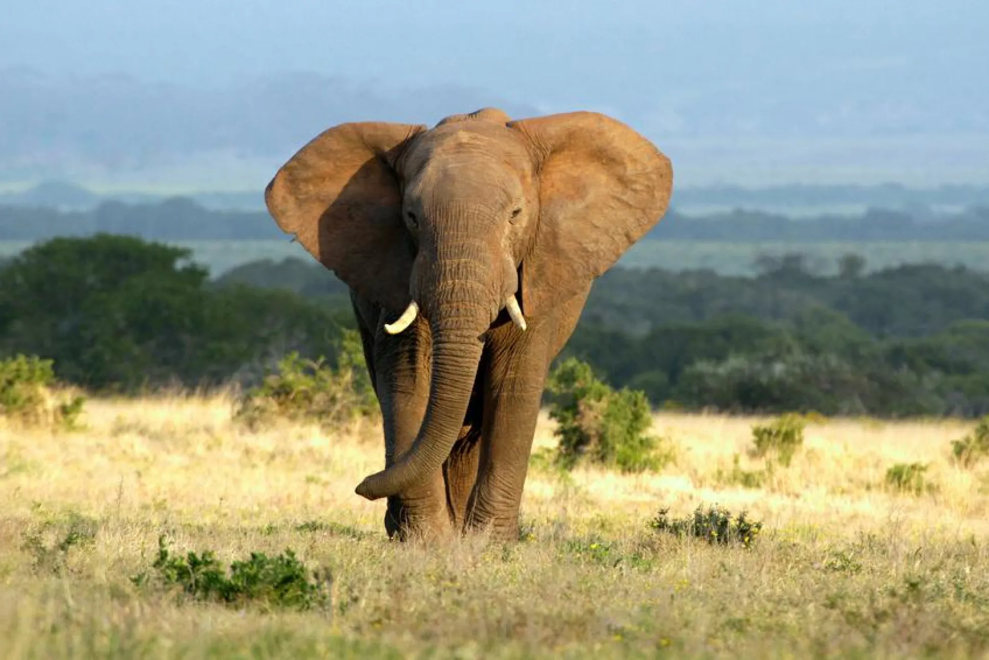 Akustikbild ELEFANT