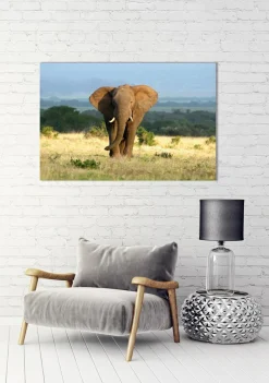 Akustikbild ELEFANT