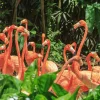 Akustikbild FLAMINGO