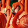 Akustikbild FLAMINGOS