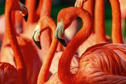 Akustikbild FLAMINGOS