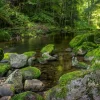 Akustikbild FLUßLAUF IM WALD 3