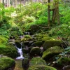 Akustikbild FLUßLAUF IM WALD 2