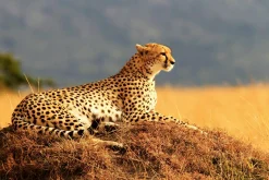 Akustikbild GEPARD