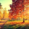 Akustikbild HERBSTWALD