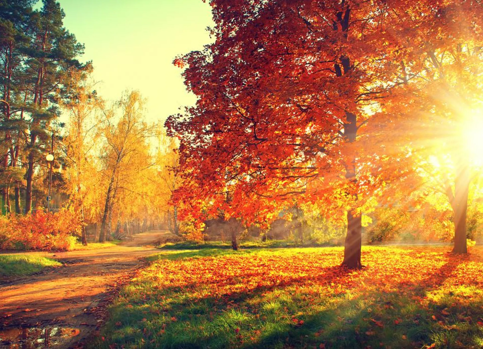 Akustikbild HERBSTWALD