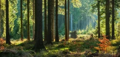 Akustikbild HERBSTWALD