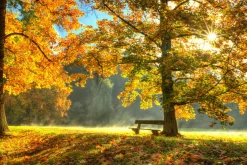 Akustikbild HERBSTWALD