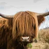 Akustikbild HOCHLANDRIND