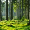 Akustikbild HOCHWALD