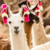 Akustikbild LAMA