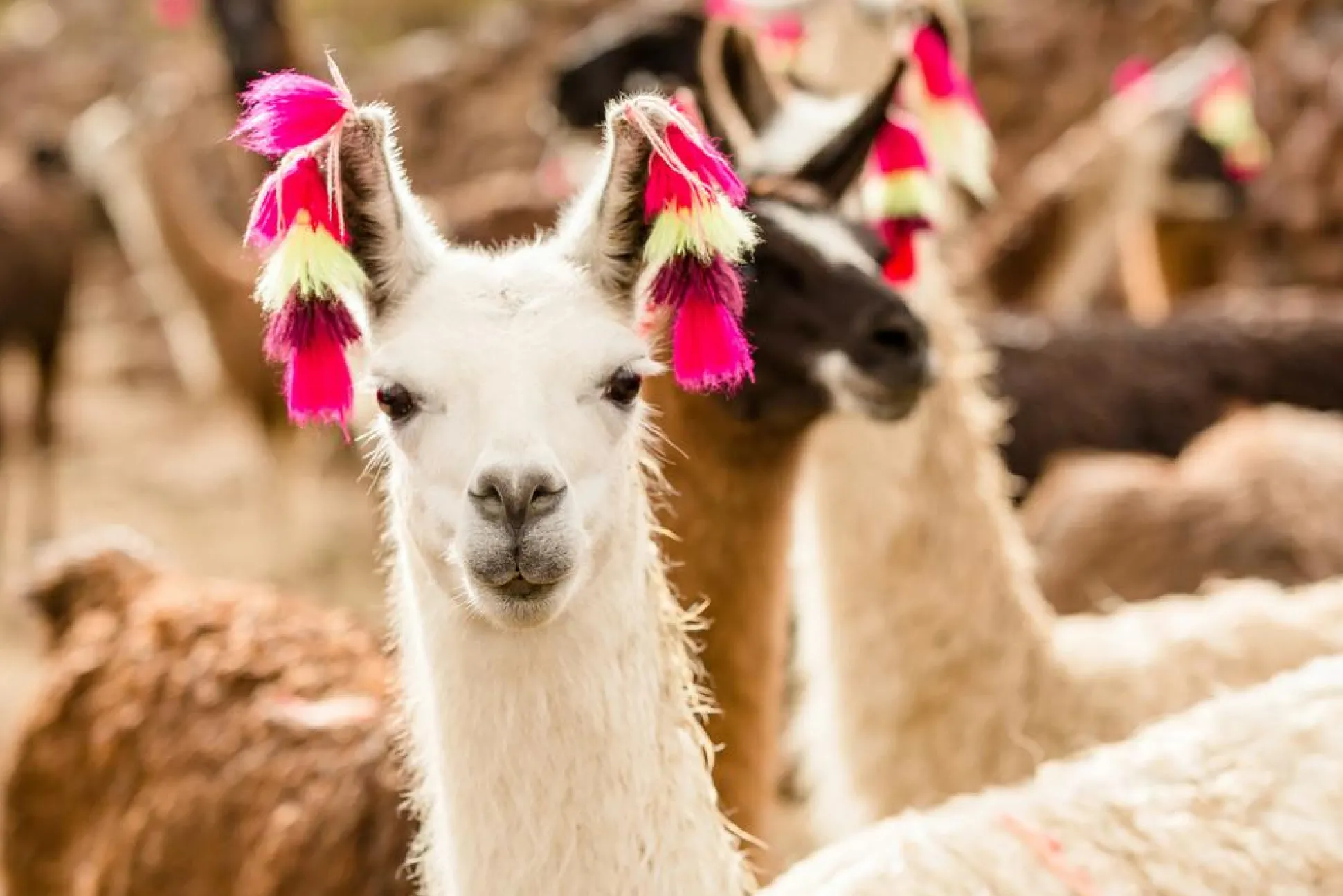 Akustikbild LAMA