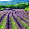 Akustikbild LAVENDELFELD 1