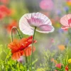 Akustikbild MOHNBLUMEN 4