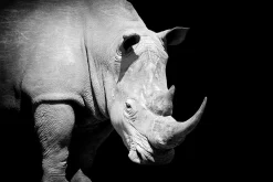 Akustikbild NASHORN