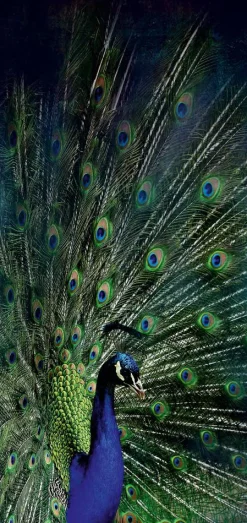 Akustikbild PFAU