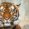 Akustikbild TIGER