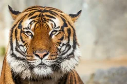 Akustikbild TIGER