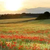 Akustikbild WIESE MIT MOHN