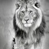 Aludibondbild LION HEADS III