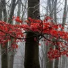 Aludibondbild MYSTIC TREES II