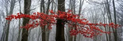 Aludibondbild MYSTIC TREES II
