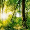 Aludibondbild WONDERFUL FOREST
