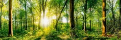 Aludibondbild WONDERFUL FOREST