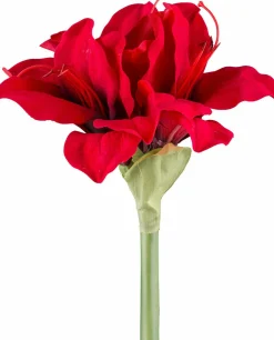 Amaryllis
