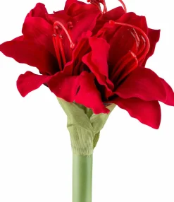Amaryllis