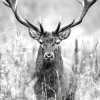 Keilrahmenbild GREY DEER HEAD