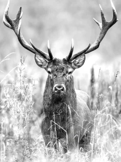 Keilrahmenbild GREY DEER HEAD