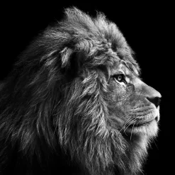 Keilrahmenbild GREY LION HEAD