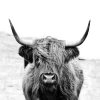 Keilrahmenbild SCOT HIGHLAND