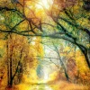 Keilrahmenbild SUNSHINE FOREST