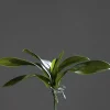 Orchideenblattpflanze grün